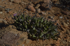 Antimima longipes