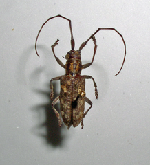 Monochamus carolinensis