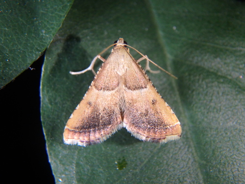 Karpytasparnis Ugniukas nuotrauka