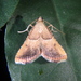 Endotricha flammealis - Photo (c) Krylenko VV,  זכויות יוצרים חלקיות (CC BY-NC), הועלה על ידי Krylenko VV