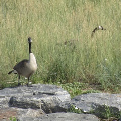 Branta canadensis