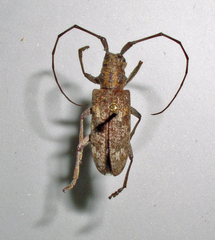 Monochamus carolinensis