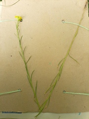 Erysimum canum