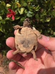 Testudo graeca soussensis