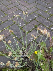 Helichrysum luteoalbum