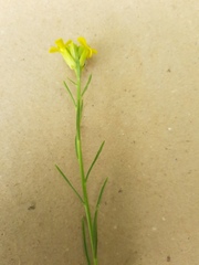 Erysimum canum