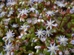 Sedum caeruleum