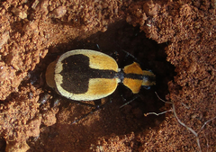Graphipterus cordiger