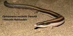 Ophiomorus nuchalis