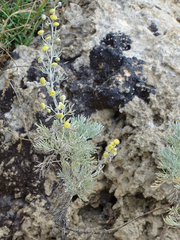 Artemisia arborescens