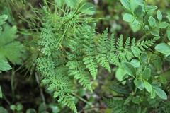 Cystopteris montana