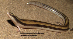 Ophiomorus nuchalis