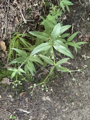 Galium lanceolatum