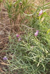 Astragalus subuliformis