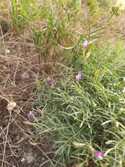 Astragalus subuliformis