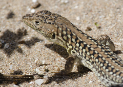 Acanthodactylus margaritae