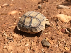 Testudo graeca soussensis
