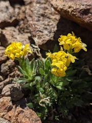 Draba streptocarpa