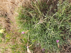 Astragalus subuliformis