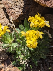 Draba streptocarpa