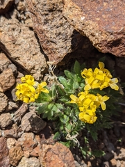 Draba streptocarpa