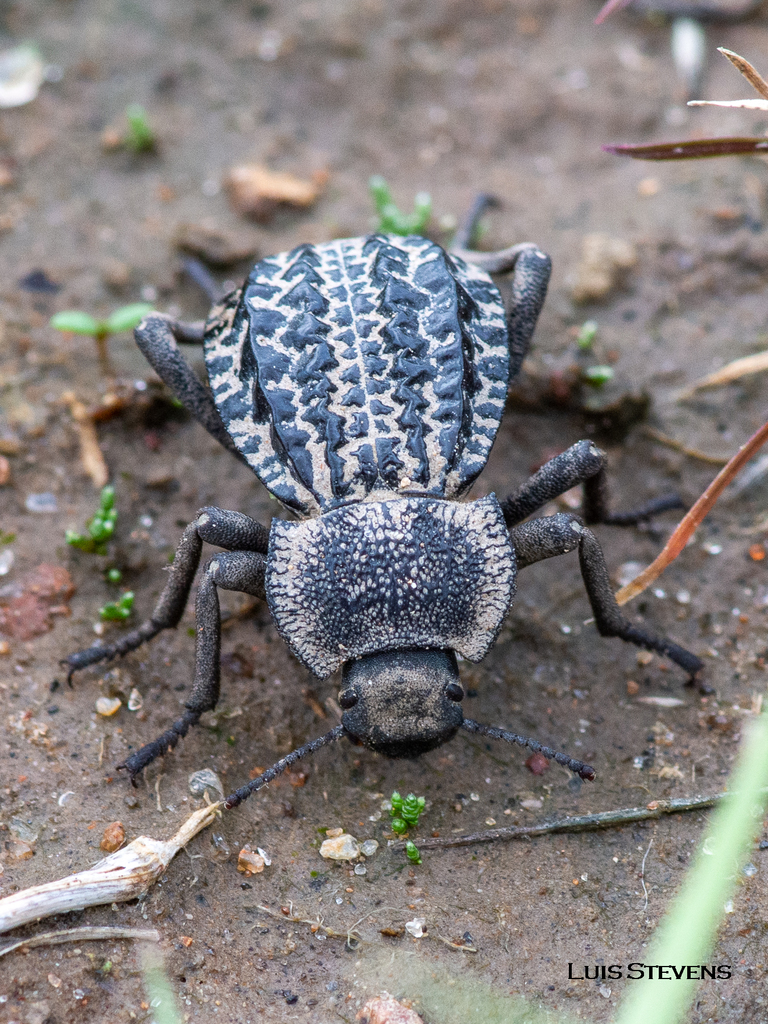 Philolithus