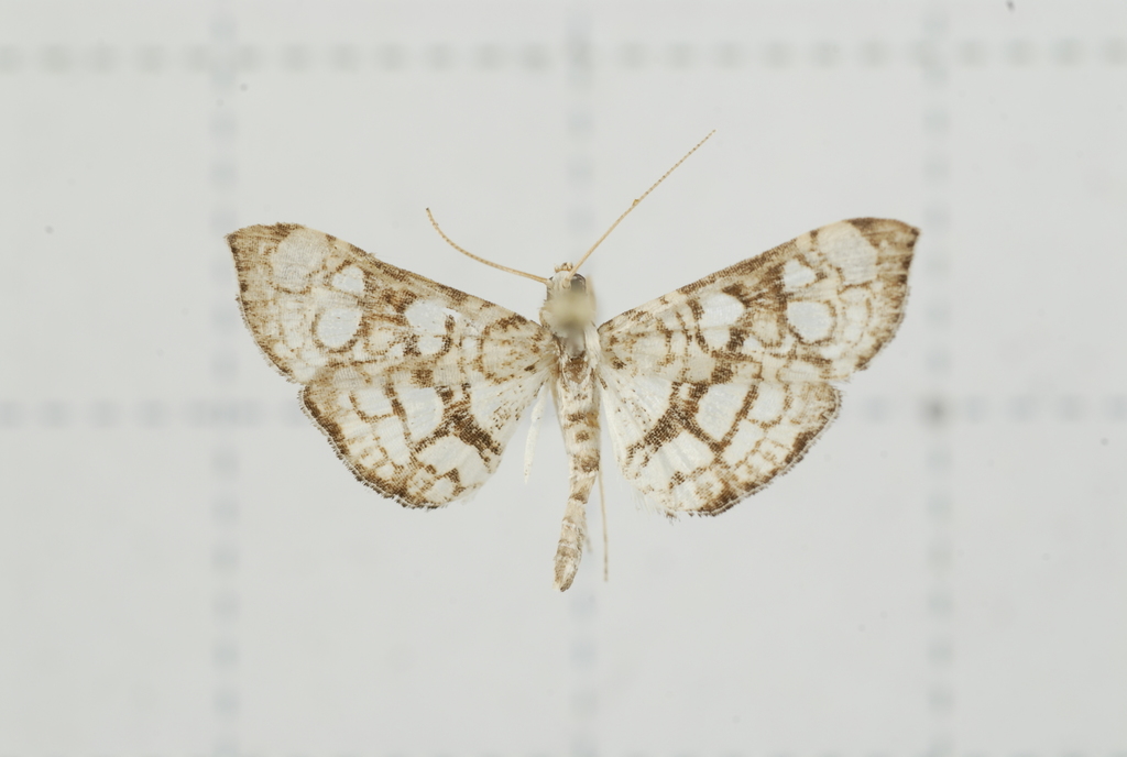 Chabula trivitralis