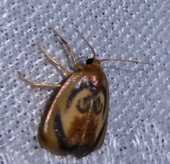 Trischalis subaurana