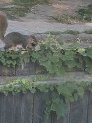 Sciurus niger