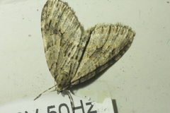 Trichopteryx polycommata