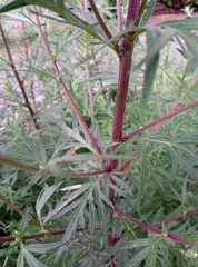 Artemisia vulgaris