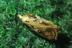 Acleris cristana