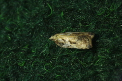 Acleris cristana