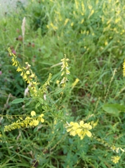 Melilotus officinalis