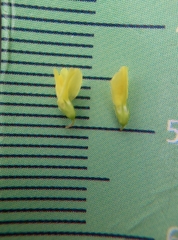 Melilotus officinalis