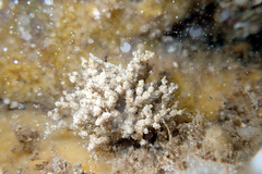Cryptopolyzoon wilsoni