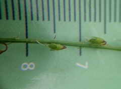 Melilotus officinalis