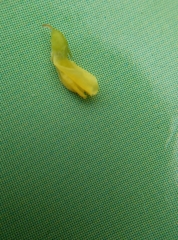 Melilotus officinalis