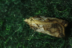 Acleris cristana