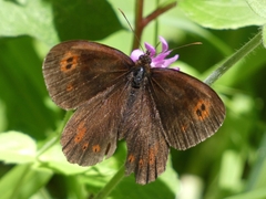 Erebia euryale