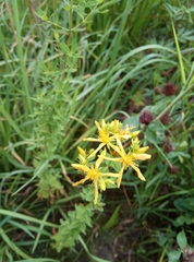 Hypericum perforatum