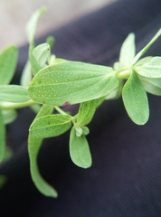 Hypericum perforatum