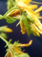 Hypericum perforatum