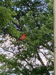 Cardinalis cardinalis