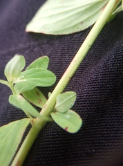 Hypericum perforatum