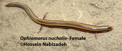 Ophiomorus nuchalis