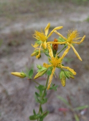 Hypericum perforatum
