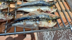 Sardina pilchardus