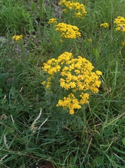 Jacobaea vulgaris vulgaris