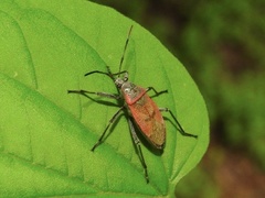 Largus maculatus